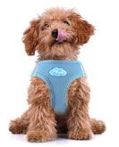 curli plush dog harness